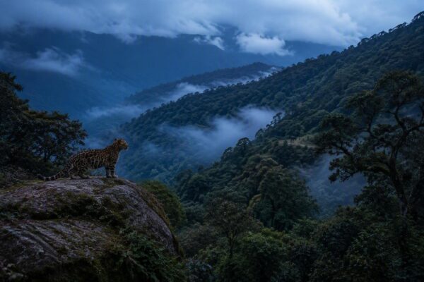Leopardus tilcayo, la primera especie felina hallada en un siglo