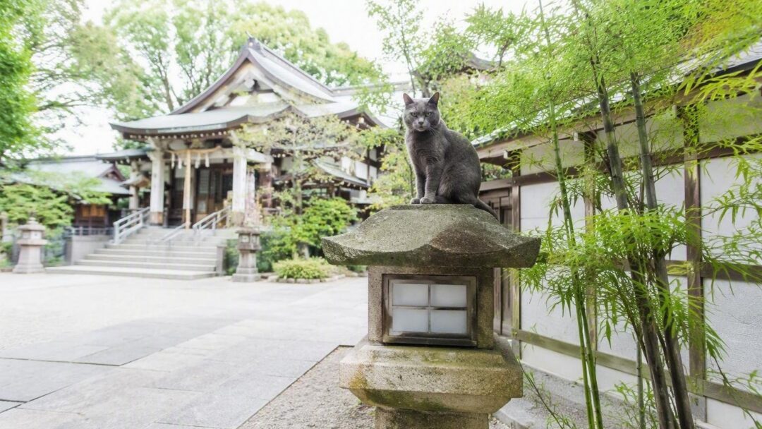 Por qué el felino doméstico es considerado invasor en Japón