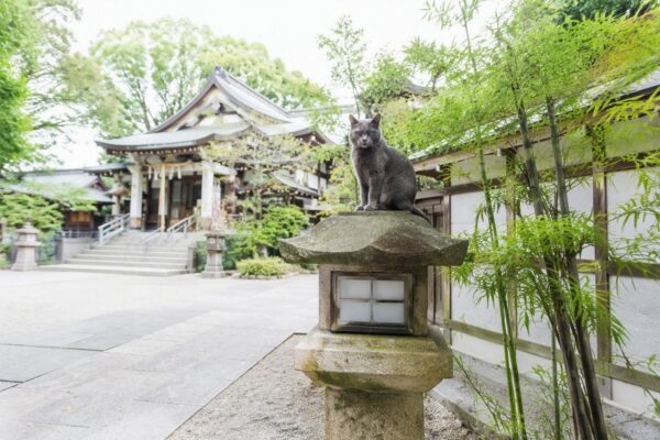 Por qué el felino doméstico es considerado invasor en Japón