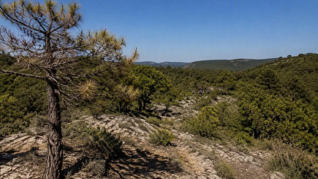 Comment les chercheurs analysent la résistance des arbres méditerranéens au stress hydrique