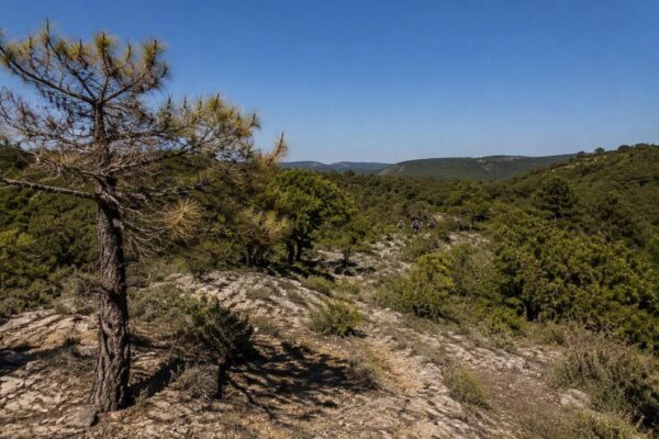 Comment les chercheurs analysent la résistance des arbres méditerranéens au stress hydrique