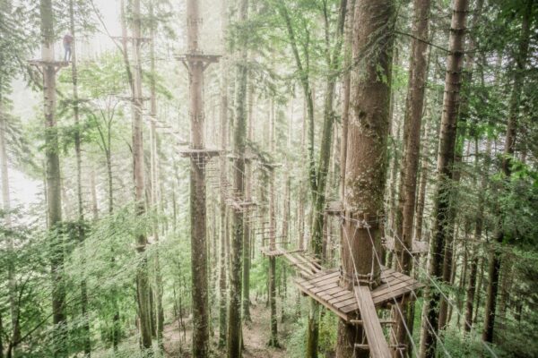 Découvrez la grimpe d'arbres, une alternative durable à l'accrobranche