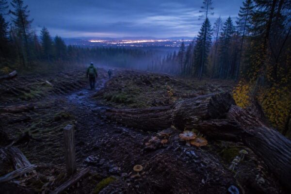 Quand les forêts cessent d’être des puits de carbone : ce qu’il faut savoir