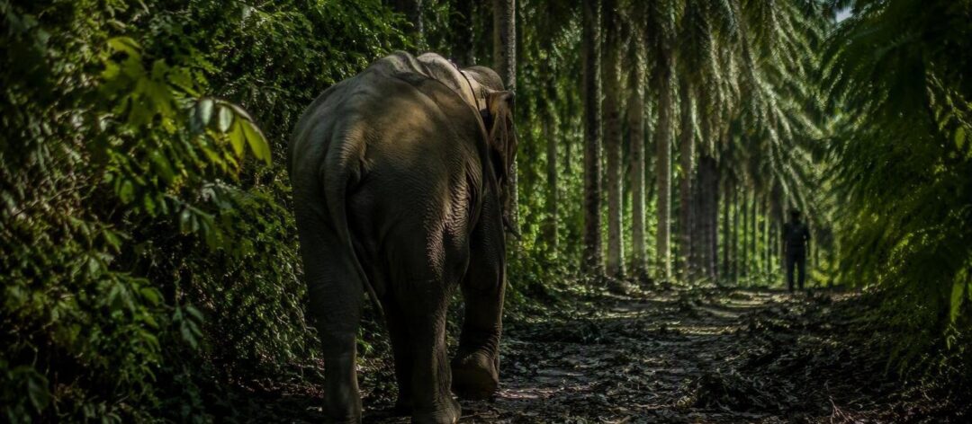 Comment les corridors aident les éléphants de Bornéo