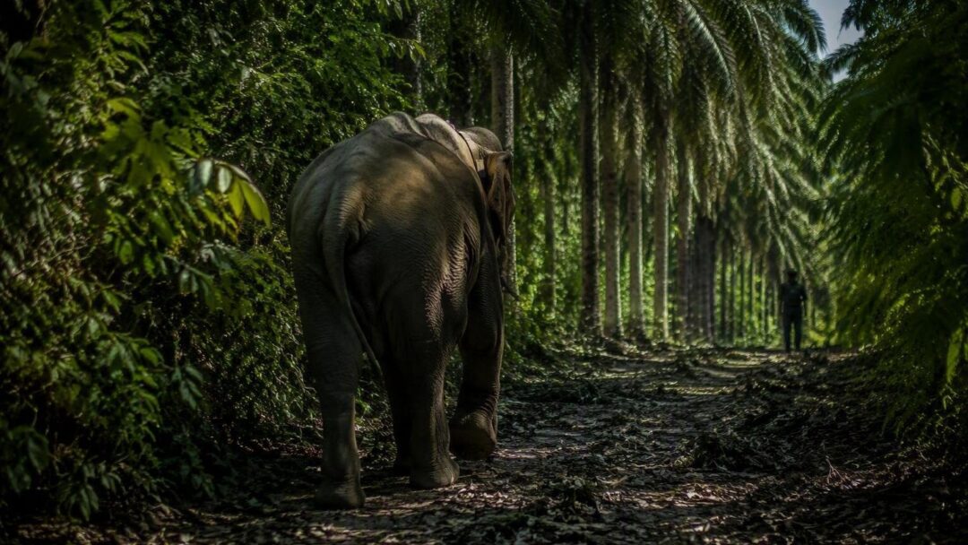 Comment les corridors aident les éléphants de Bornéo