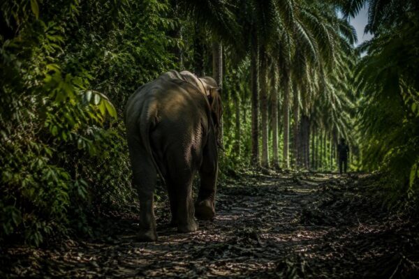 Comment les corridors aident les éléphants de Bornéo