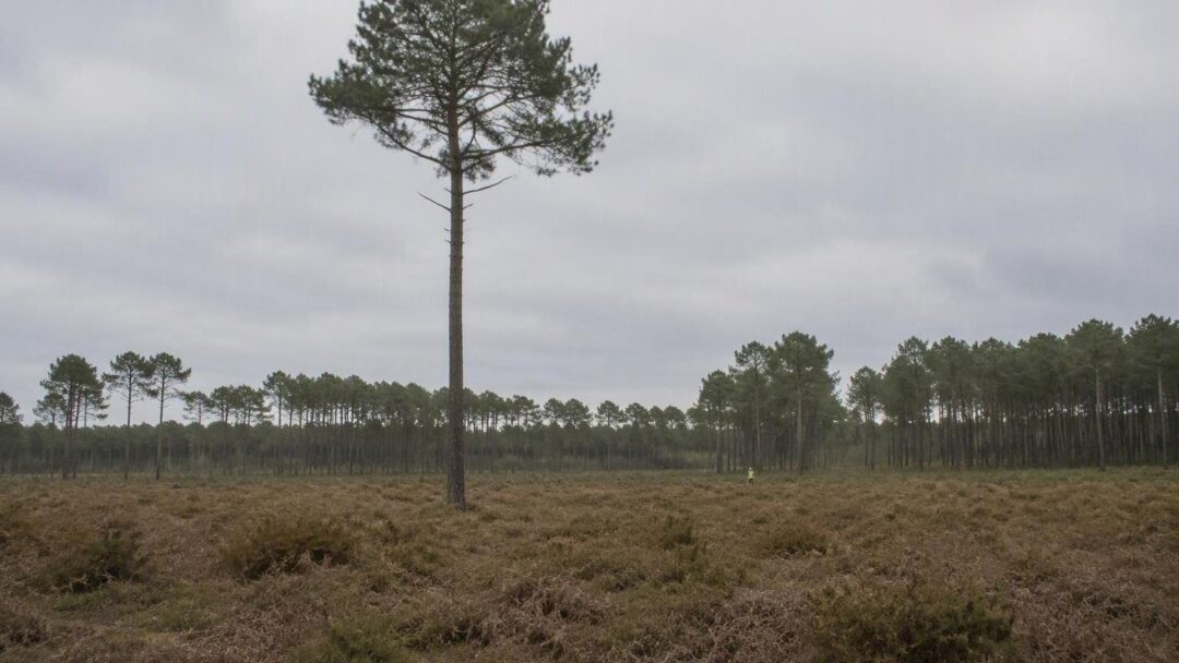Incendies dans les Landes : comment transformer la gestion forestière pour réduire les risques