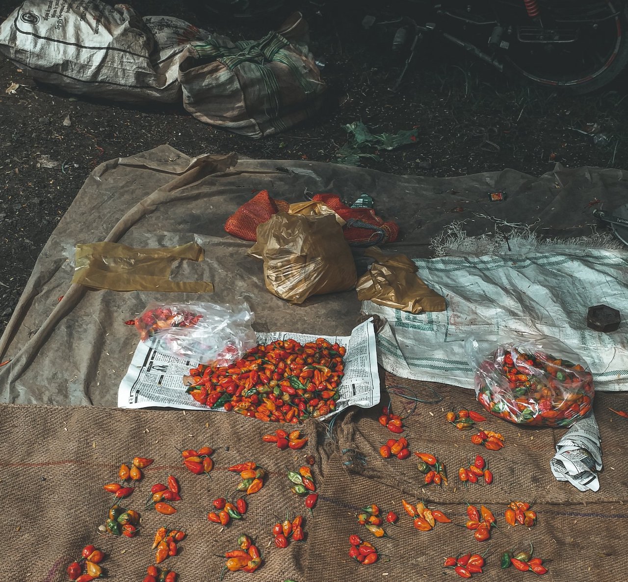 Bhut Pepper