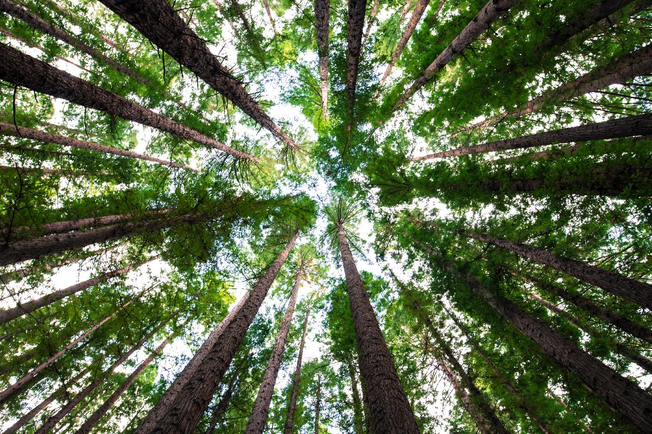 Alberi