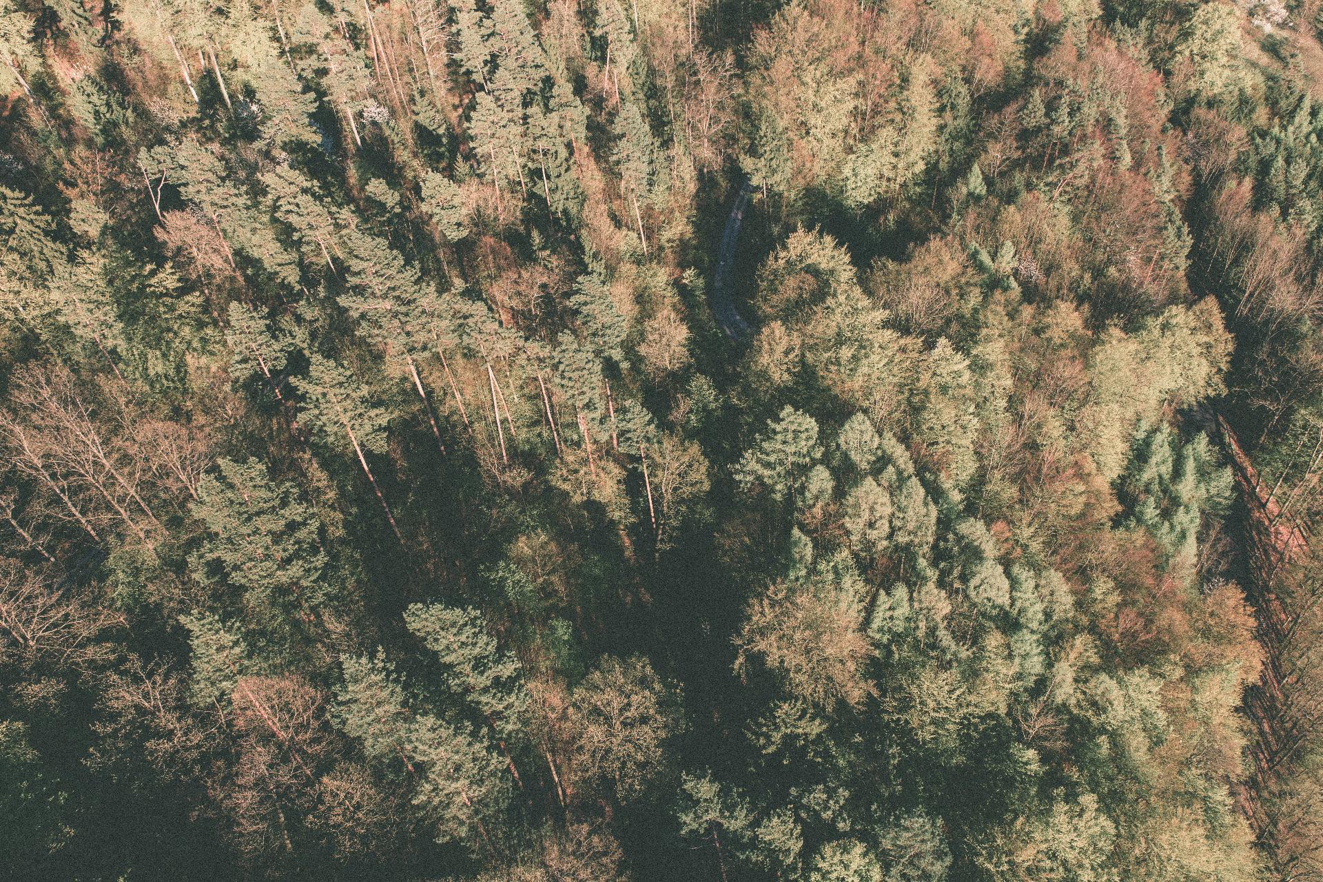piantare alberi
