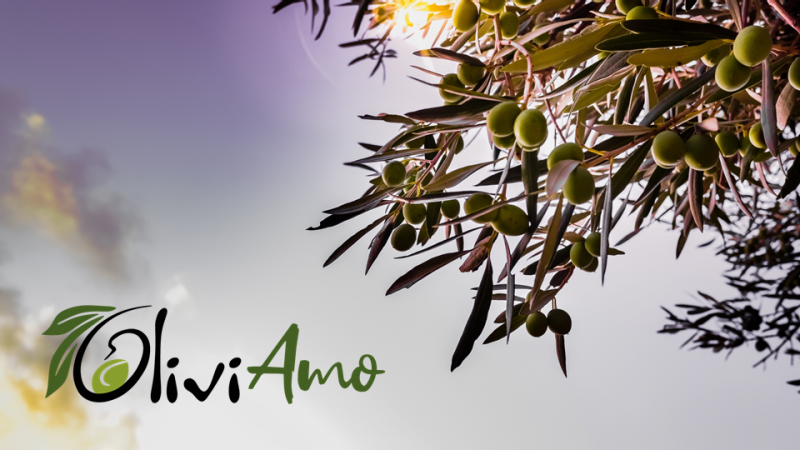 il progetto oliviamo in equity crodwfunding