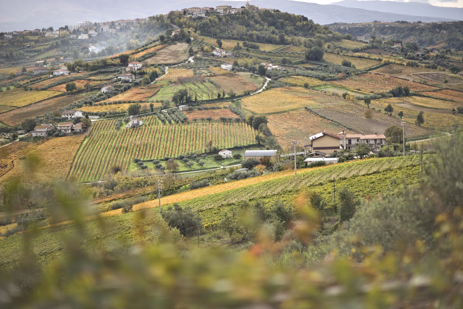 Torre Zambra vigne