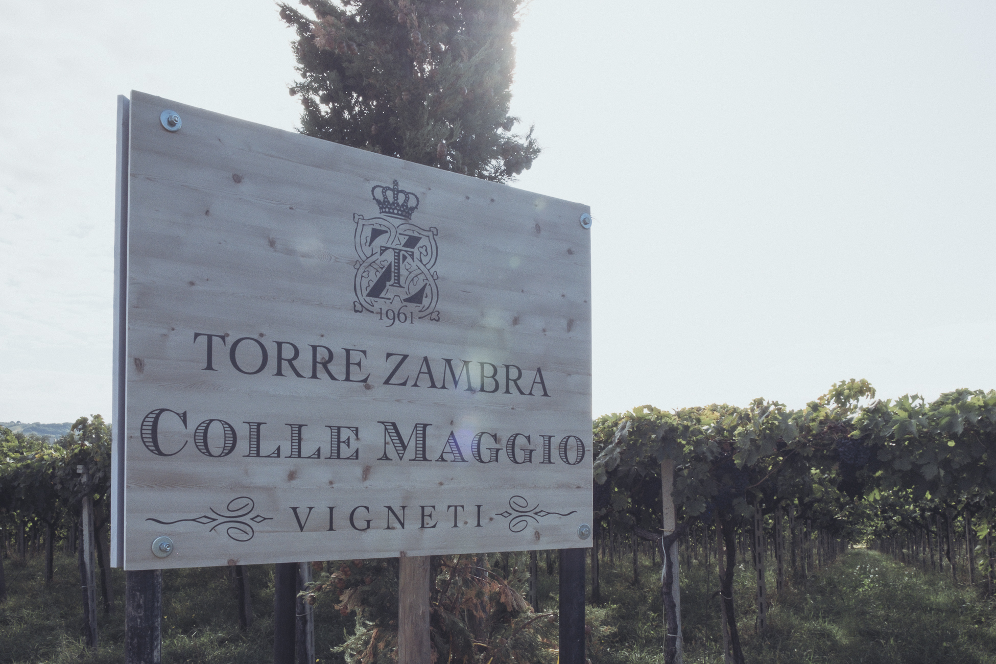 Torre Zambra vigne