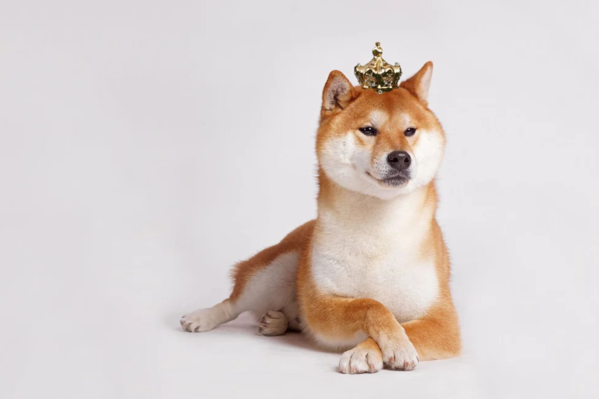 Shiba Inu, il valore della criptovaluta sale dell’800% e supera il token rivale Dogecoin