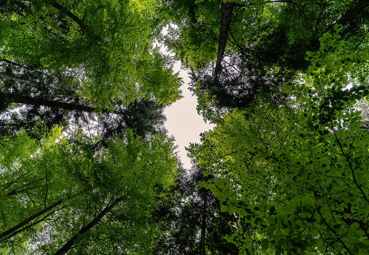 Carbon Neutrality: cos’è e come raggiungerla