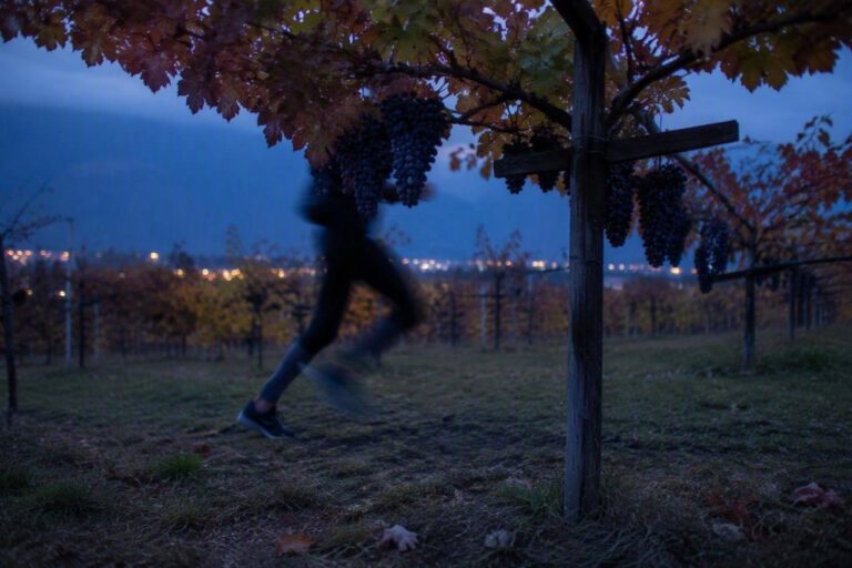 Vigneti saccheggiati: il caso dei furti di uva a Isera