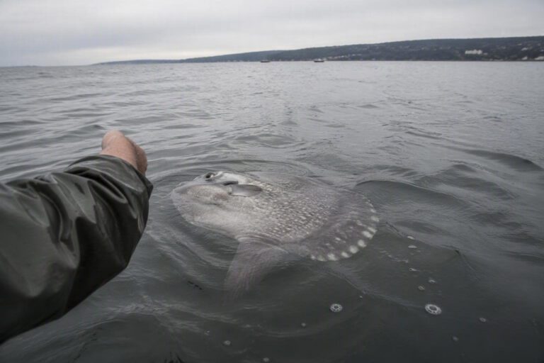 Avvistamento di un pesce luna a Grignano: caratteristiche e curiosità
