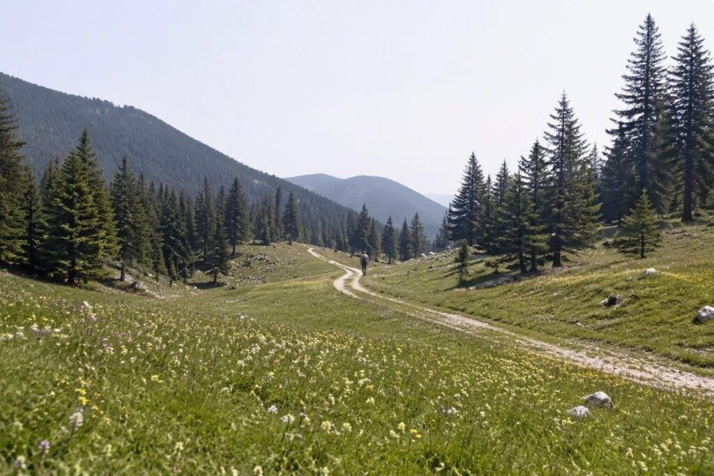 PEFC 2026 in Friuli Venezia Giulia: tre giorni di eventi sulla gestione forestale sostenibile