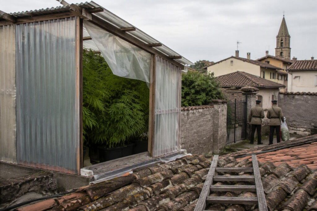 Serra di cannabis scoperta sul terrazzo di una casa a Cervignano