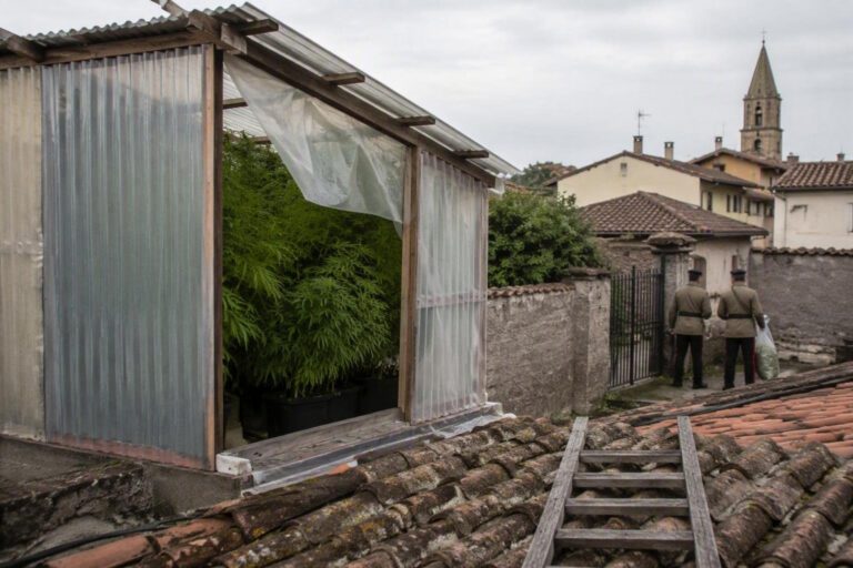 Serra di cannabis scoperta sul terrazzo di una casa a Cervignano