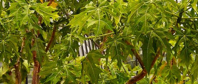 La chaya, conosciuta anche come albero degli spinaci, &egrave; commestibile quando viene cotta ma &egrave; tossica quando &egrave; cruda.