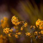crema di arnica