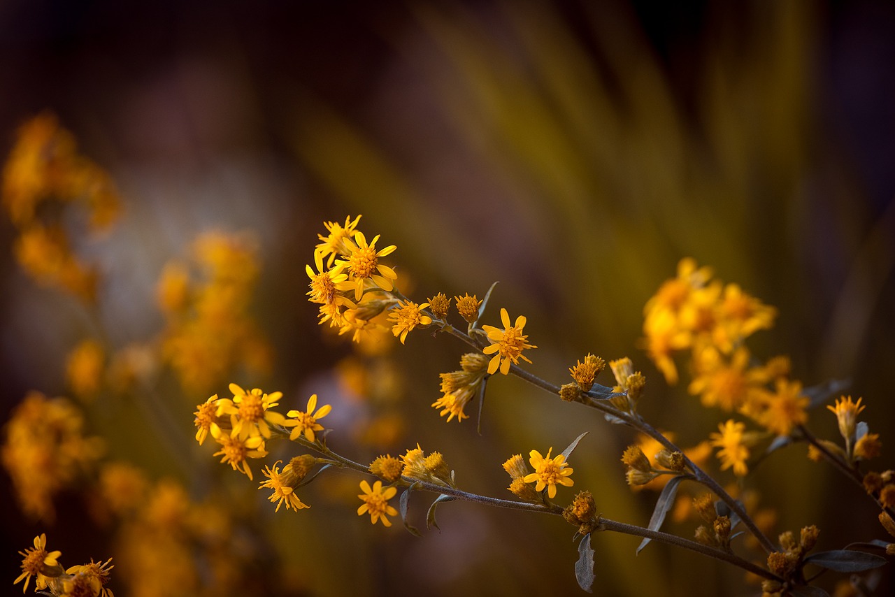 crema di arnica