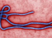 ebola