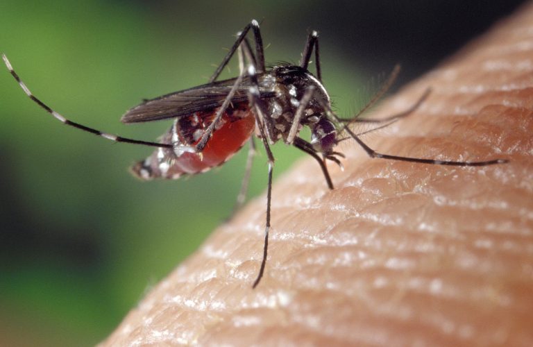 malaria