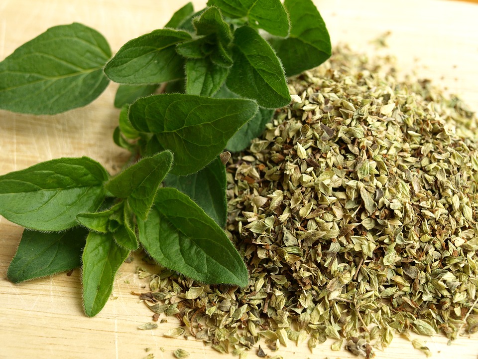 origano