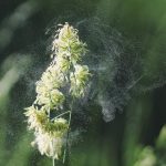 allergie