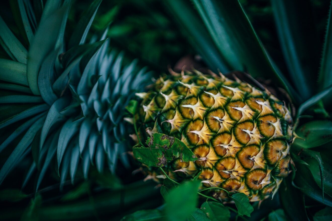 ananas