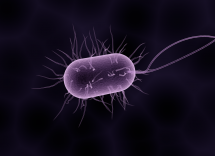 helicobacter pylori