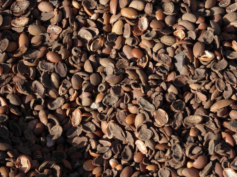 olio di argan