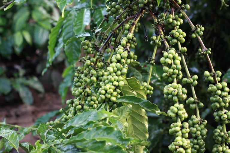 caffè verde