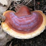 ganoderma