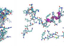 peptide natriuretico