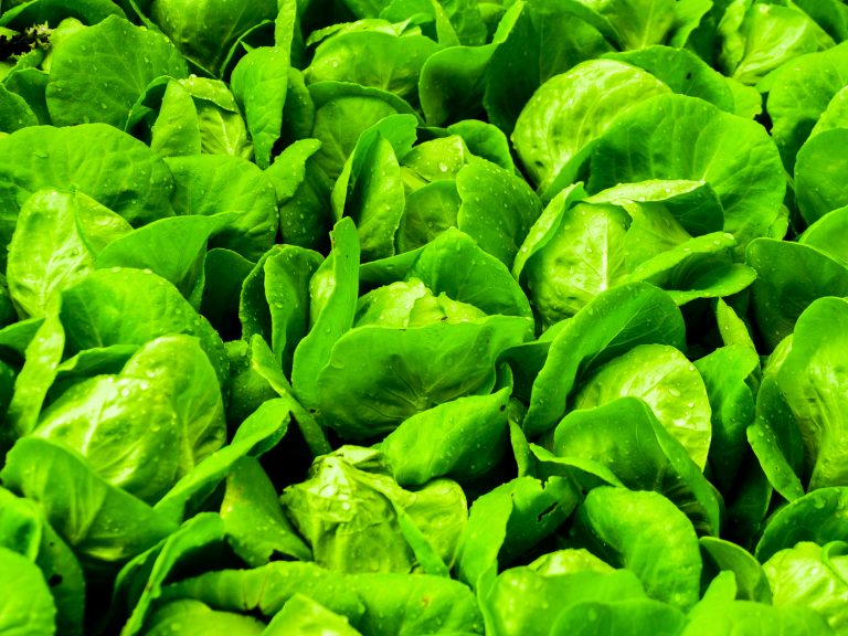 insalata in busta