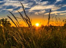 allergia alle graminacee