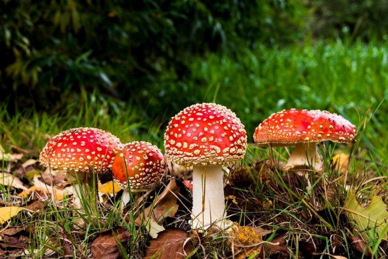 funghi