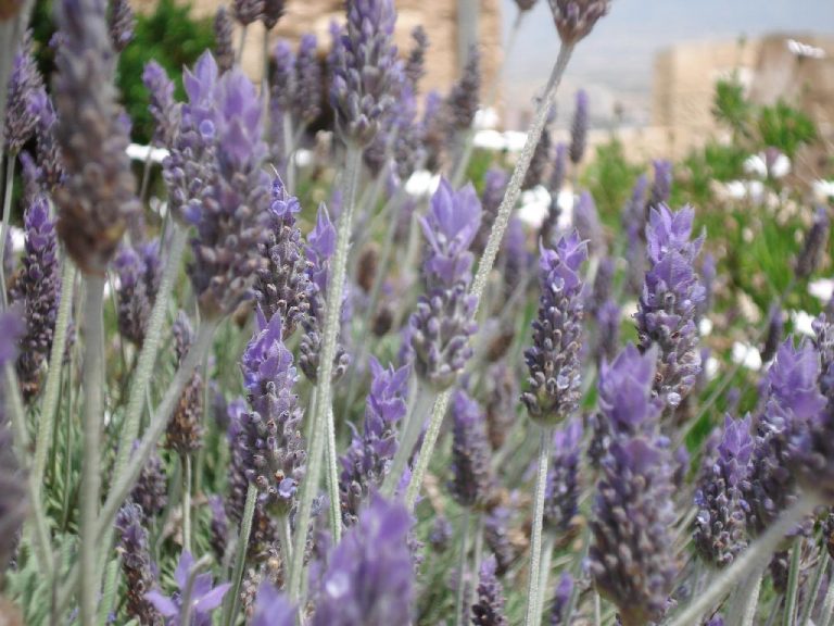piante antizanzare