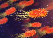 antibiotici naturali: quali sono e come prepararli