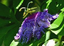 La passiflora incarnata: che cos'è
