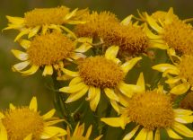 Arnica: conosci le proprietà e gli effetti collaterali?