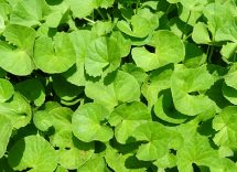 Centella asiatica: tutte le proprietà della pianta