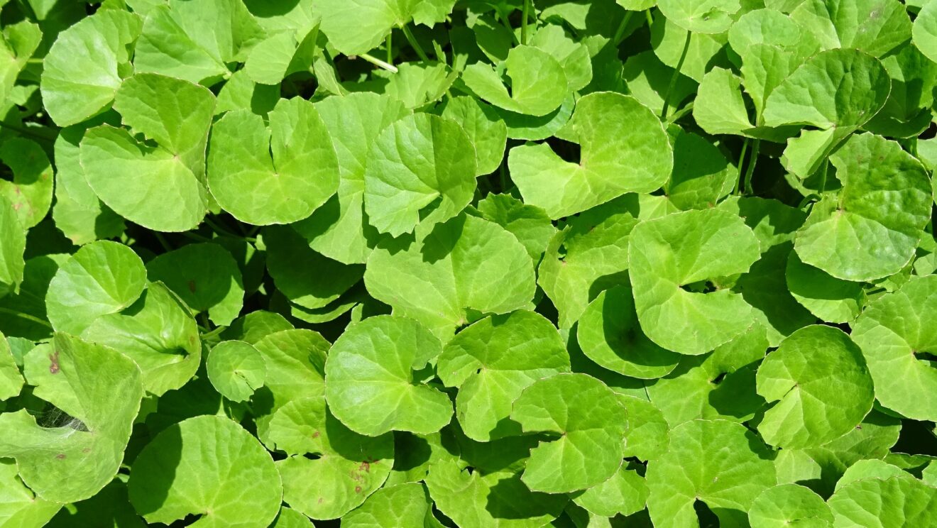 Centella asiatica: tutte le proprietà della pianta