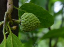 Cherimoya: proprietà e benefici del frutto