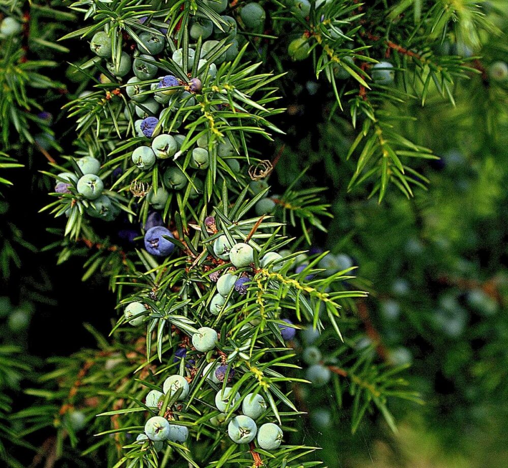olio essenziale di ginepro