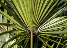serenoa repens