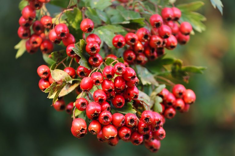 biancospino proprietà